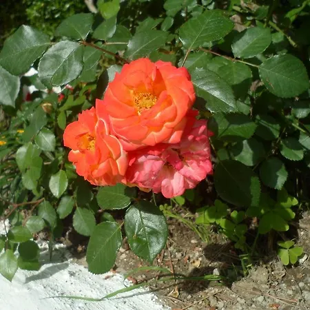 מלון Park Calitto 3*