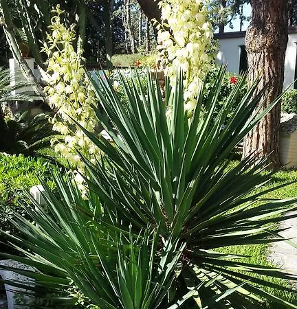 מלון Park Calitto 3*