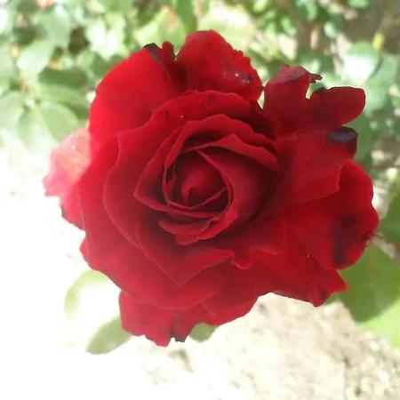 فندق Park Calitto