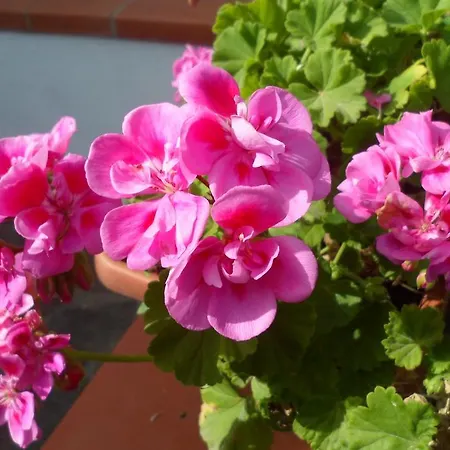 Hotell Park Calitto Forio di Ischia