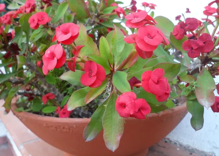 Отель Park Calitto