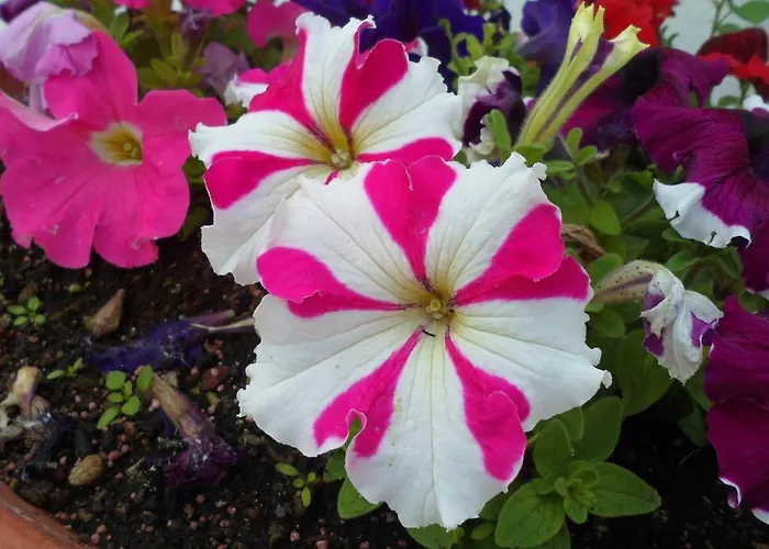 Отель Park Calitto 3*