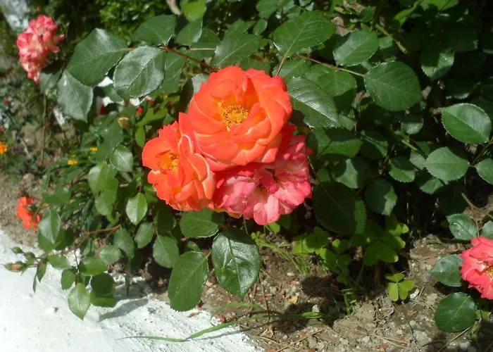 Отель Park Calitto 3*