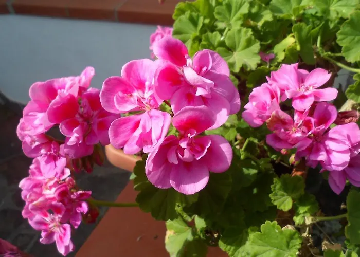 Отель Park Calitto Форио