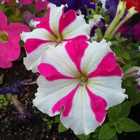 호텔 Park Calitto 3*