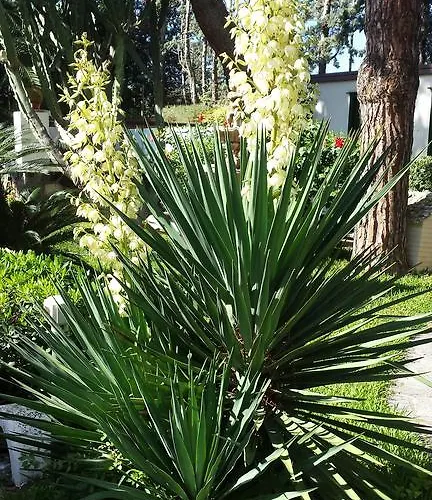 Hotel Park Calitto 3*